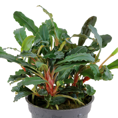 Bucéphalandra sp. 'Rouge' dans le pot