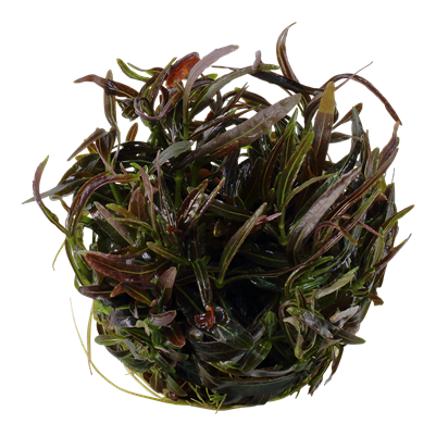 Hygrophila lancea 'Araguaia'