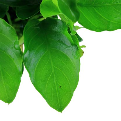 Anubias barteri var. nana 'Large' (Topf)