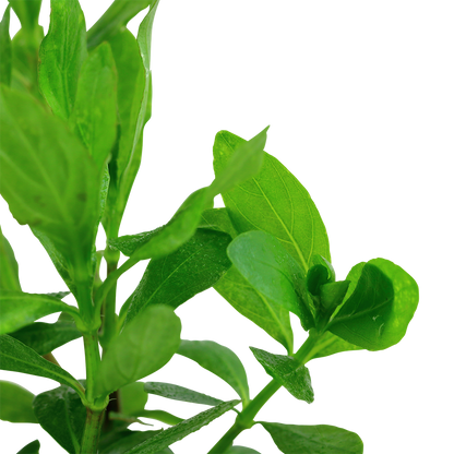 Hygrophila polysperma (Topf)