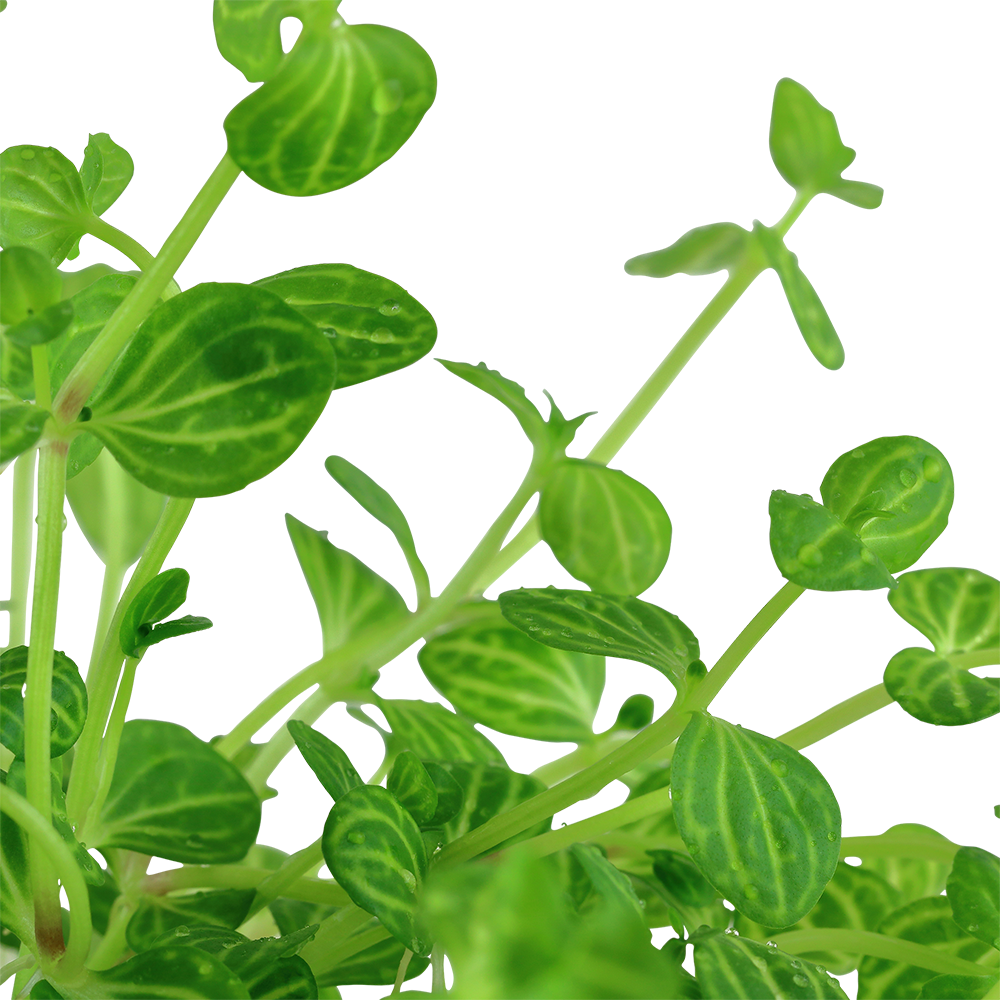 Lindernia rotundifolia (Topf)