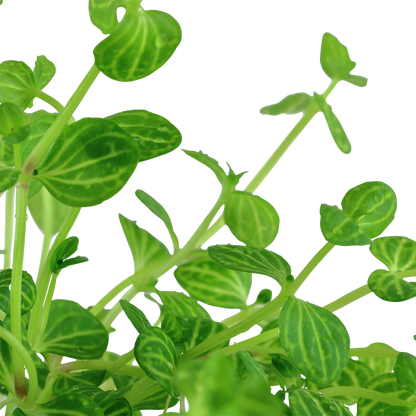 Lindernia rotundifolia (Topf)