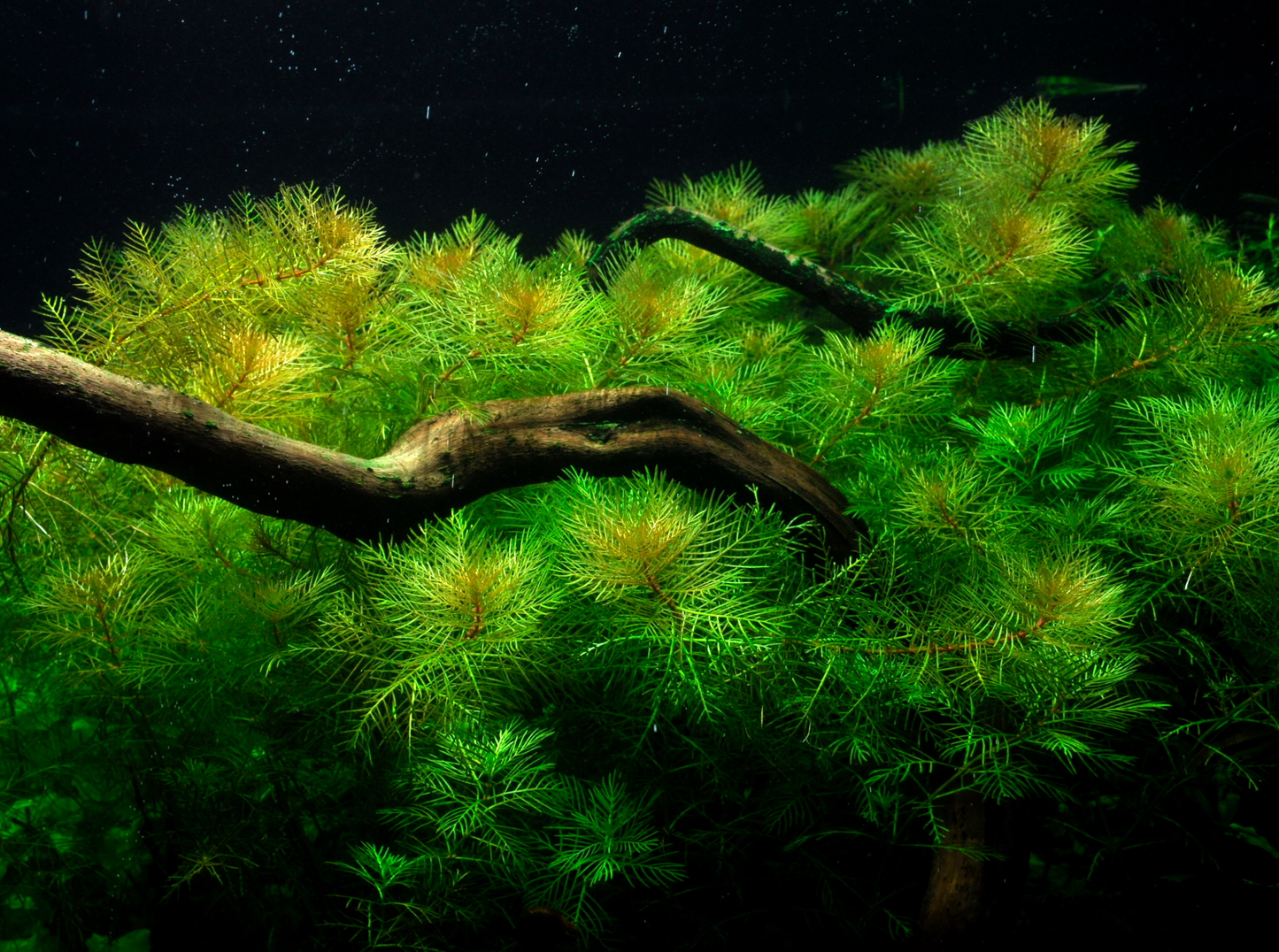 Myriophyllum mattogrossense (Topf)