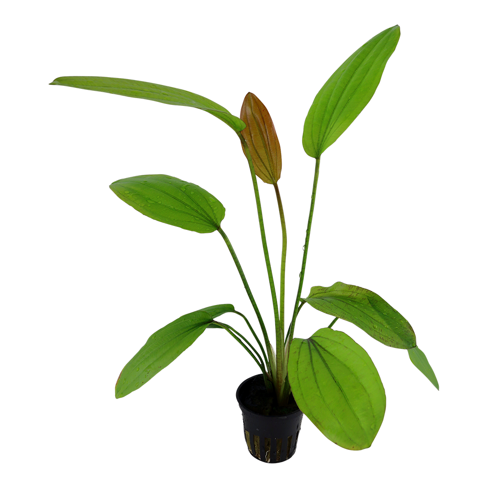 Echinodorus 'Rosé' (Topf)