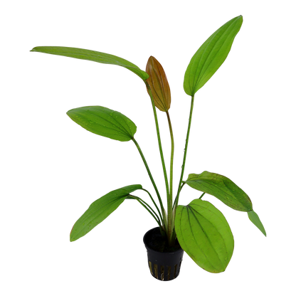 Echinodorus 'Rosé' (Topf)