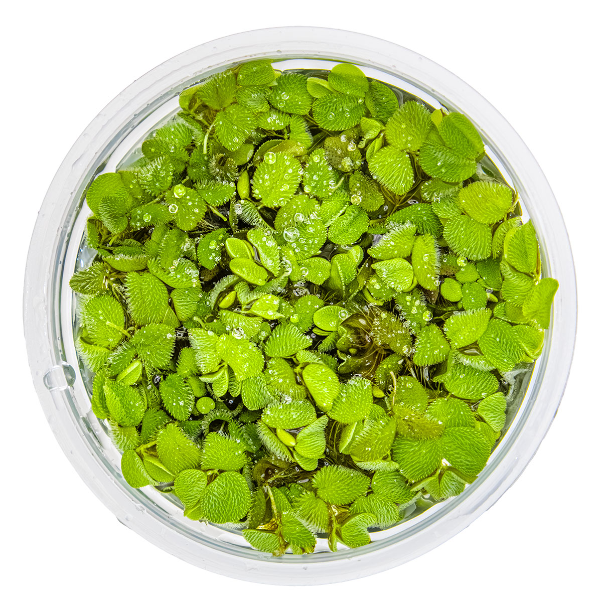 Salvinia minima