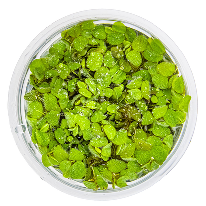 Salvinia minima