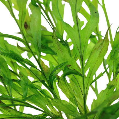 Bolbitis heudelotii (Topf)