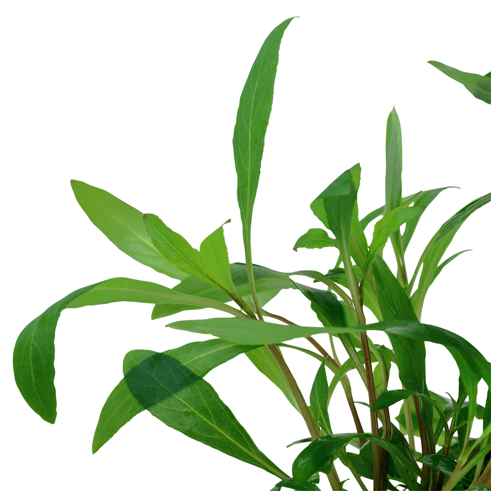 Hygrophila corymbosa 'Siamensis 53B' (Topf)