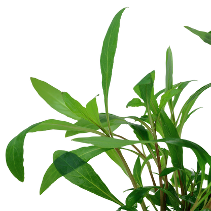 Hygrophila corymbosa 'Siamensis 53B' (Topf)