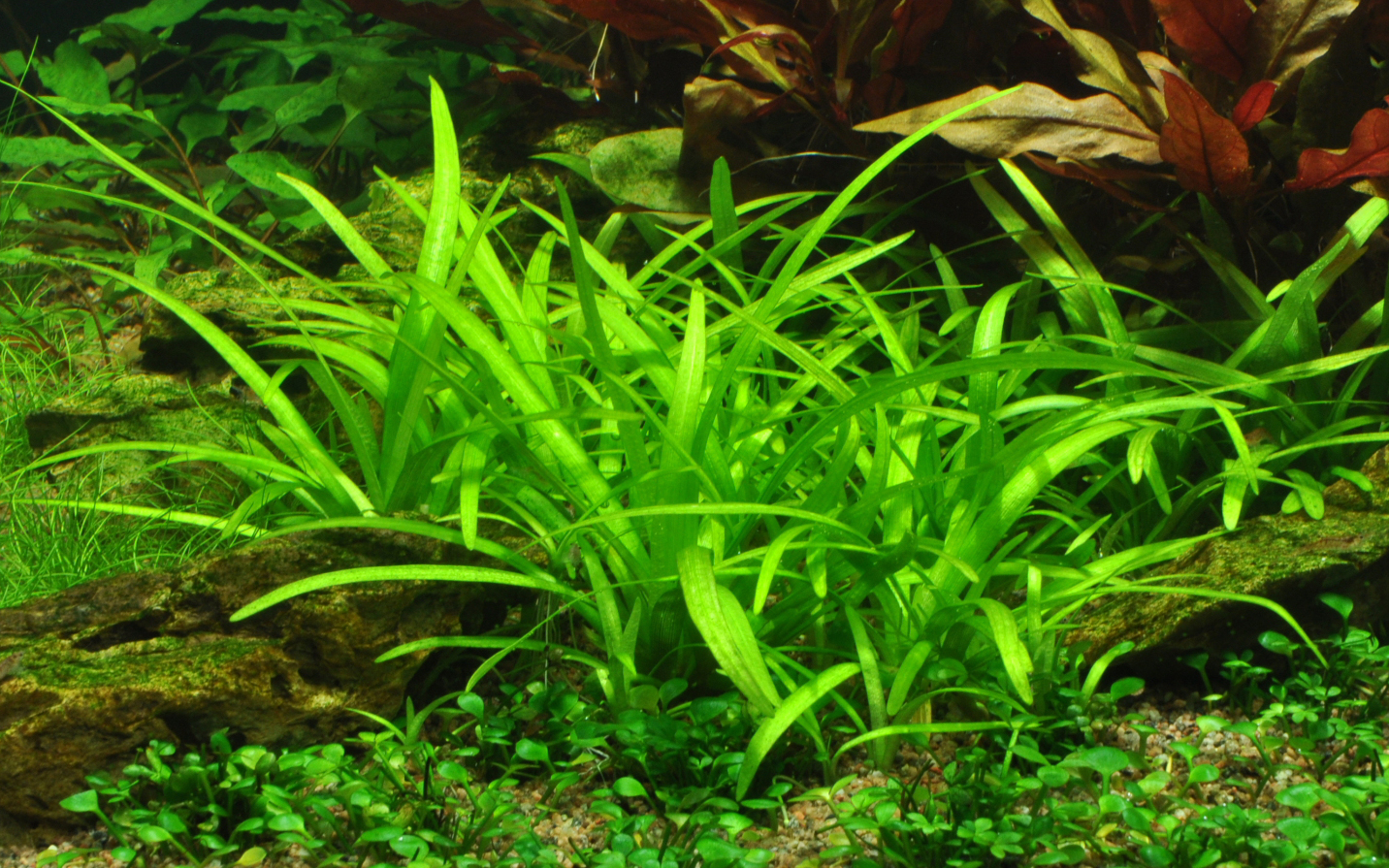 Sagittaria subulata (Topf)