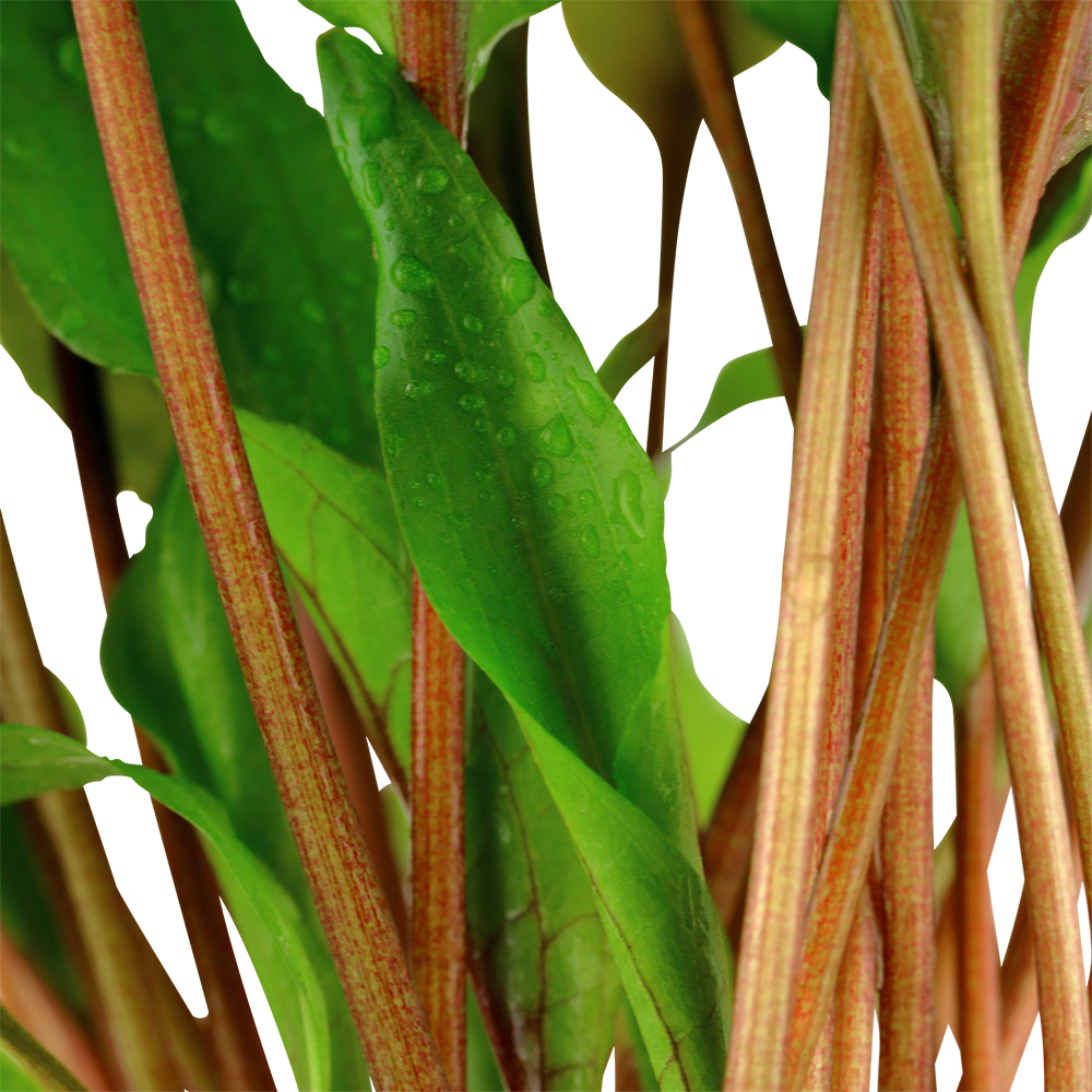 Cryptocoryne undulata 'Broad Leaf' (Topf)