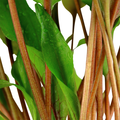 Cryptocoryne undulata 'Broad Leaf' (Topf)