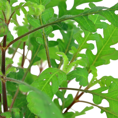 Hygrophila pinnatifida (Topf)
