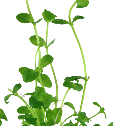Bacopa australis (Topf)