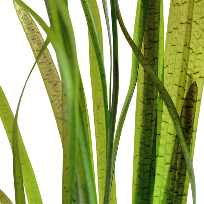 Vallisneria spiralis 'Tiger' (Topf)