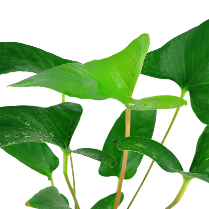 Anubias gracilis (Topf)
