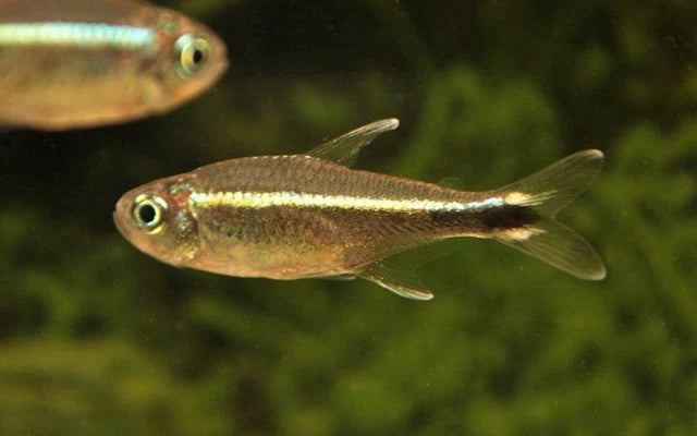 Metae-Salmler (Hyphessobrycon metae) – Sparset 10 Stück