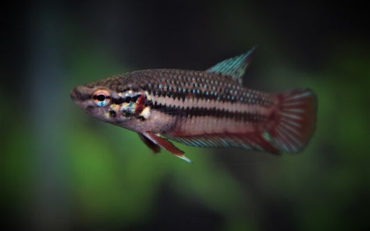Kampffisch Plakat Weibchen – Betta sp. | Kurzflossige, friedliche Zuchtform mit harmonischer Färbung und vitalem Charakter