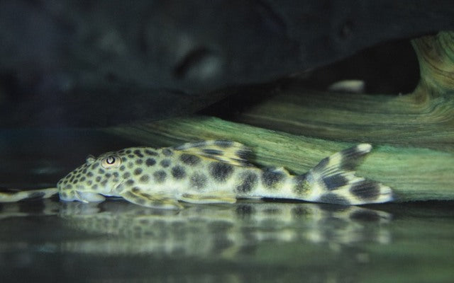L075 Para Pleco – Peckoltia sabaji | Seltener Wildfang & kontrastreicher L-Wels aus Brasilien