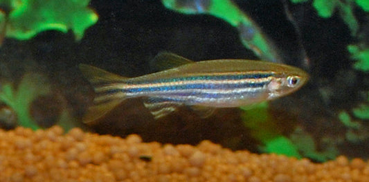 Zebrabärbling Wildfang – Danio rerio M 2–2,5 cm | Aktiver Schwarmfisch aus Südostasien