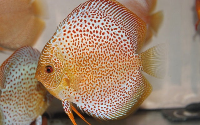 Diskus Eruption – Symphysodon aequifasciatus ‘Eruption’ | Seltene, kontrastreiche Zuchtform