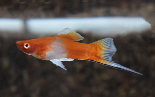 Schwertträger Rot/Weiß – Xiphophorus helleri M 3,5–4 cm | Zweifarbige Zuchtform mit edlem Farbkontrast