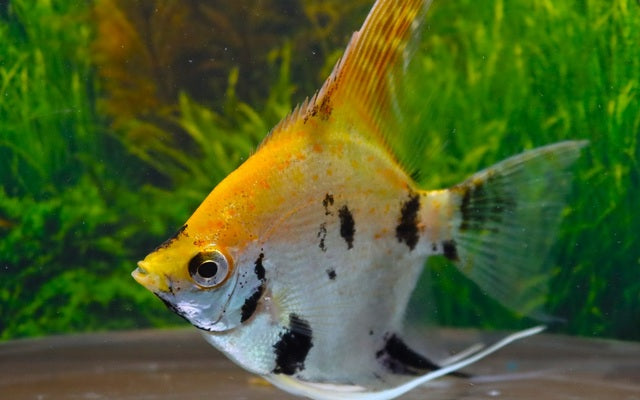 Skalar Koi Goldkopf – Pterophyllum scalare | Farbintensive Zuchtform mit goldenem Kopf