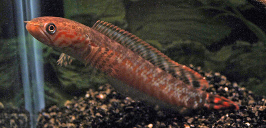 Regenbogen Zwergschlangenkopf (Channa bleheri)