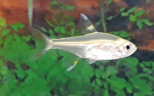 Sternflecksalmler Gold – Pristella maxillaris Gold M 2,5–3 cm | Leuchtender Schwarmfisch