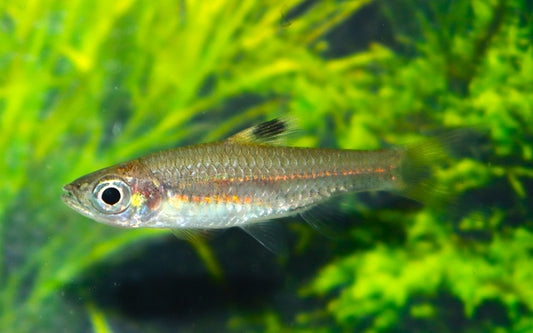 Augenfleckbärbling cheeya Wildfang – Brevibora cheeya L 3–4 cm | Seltene Rarität aus Südostasien