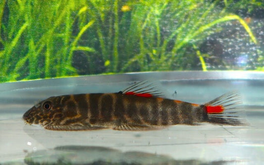 Bloody Mary Flossensauger – Gastromyzon sp. „Bloody Mary“ | Seltener Wildfang mit intensiver Färbung