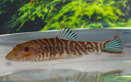 Blue Zebra Flossensauger – Gastromyzon sp. „Blue Zebra“ | Seltener Wildfang mit leuchtend blauer Zeichnung