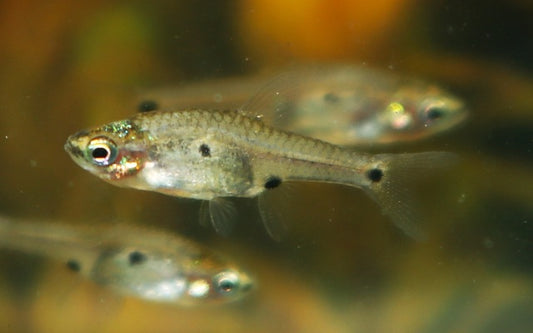 Microrasbora Zwergbärbling Wildfang – Boraras micros M 0,5–1 cm | Winzige Rarität für Nano-Aquarien