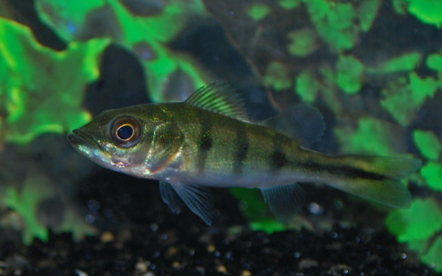 Monokelbarsch (Cichla monoculus) WF