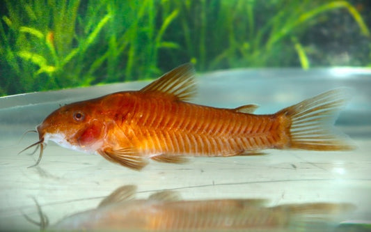 Aspidoraswels C125 Rot – Aspidoras sp. C125 Red | Seltene Zwergart mit rötlichem Schimmer & lebhaftem Schwarmverhalten