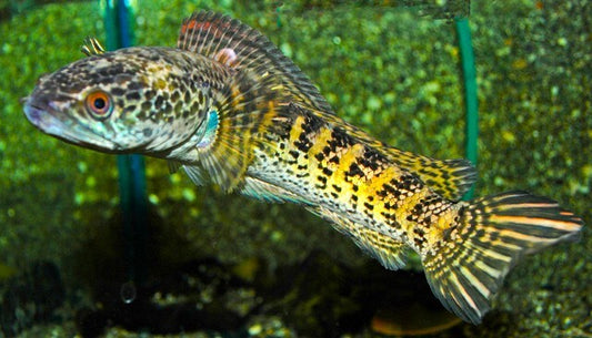 Channa Aurantimaculata