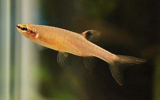 Spritzsalmler – Copella arnoldi L 3–4 cm | Faszinierender Oberflächenfisch