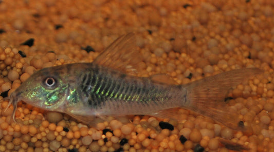 Panzerwels septentrionalis – Corydoras septentrionalis | Selten­er Wildfang aus Venezuela mit feiner Punktzeichnung & friedlichem Verhalten