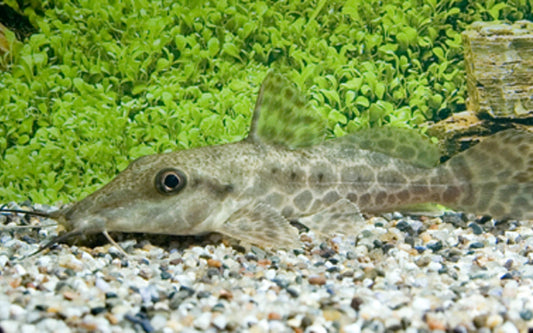 Giraffenwels – Auchenoglanis occidentalis | Wildfang | Friedlicher Bodenbewohner mit auffälliger Zeichnung