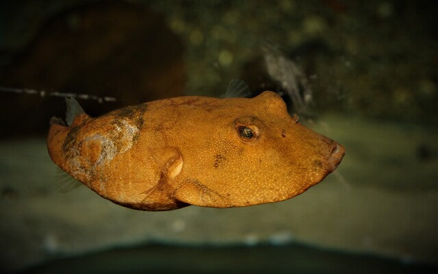 Brauner Kugelfisch (Tetraodon miurus)