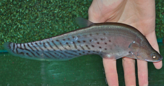 Federmesserfisch – Chitala blanci | Wildfang | Eleganter, seltener Großfisch aus Südostasien