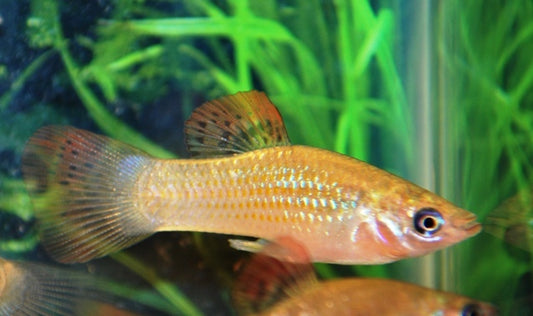 Molly salvatoris – Poecilia salvatoris | Seltene Wildform mit natürlicher Zeichnung