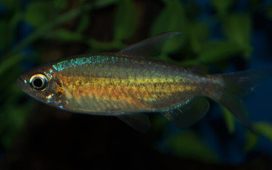 Kongosalmler Orange Makoua Wildfang – Phenacogrammus sp. Orange Makoua M 3–4 cm | Rarität aus dem Kongo