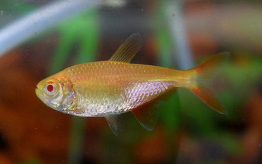 Rautenflecksalmler Albino (Hyphessobrycon anisitsi) M 3–3,5 cm