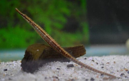 Nadelfisch martensii – Doryichthys martensii | Seltene Wildfang-Art mit schlankem Körper & faszinierendem Verhalten