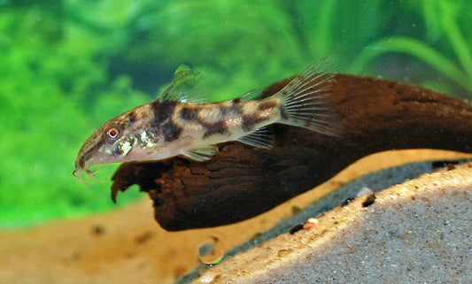 Schabrackenpanzerwels – Scleromystax barbatus | Attraktiver Zierfisch mit markanter Zeichnung & ruhigem Verhalten
