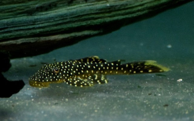 L067 Lot Spot Pleco – Pseudancistrus asurini | Seltener Wildfang mit auffälliger Punktzeichnung