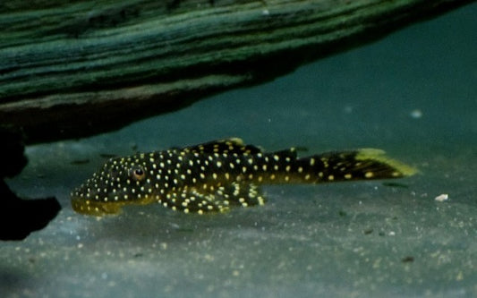 L067 Lot Spot Pleco – Pseudancistrus asurini | Seltener Wildfang mit auffälliger Punktzeichnung