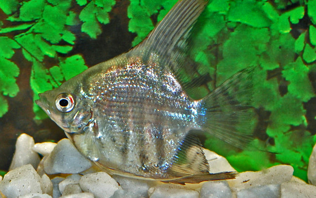 Skalar Zebra – Pterophyllum scalare | Elegante Zuchtform mit markanter Streifenzeichnung